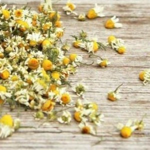 بابونه چشم گاوی