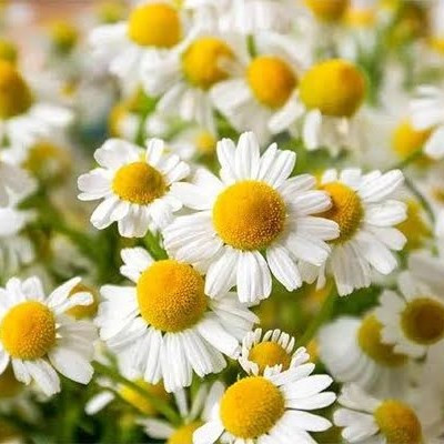 بابونه چشم گاوی
