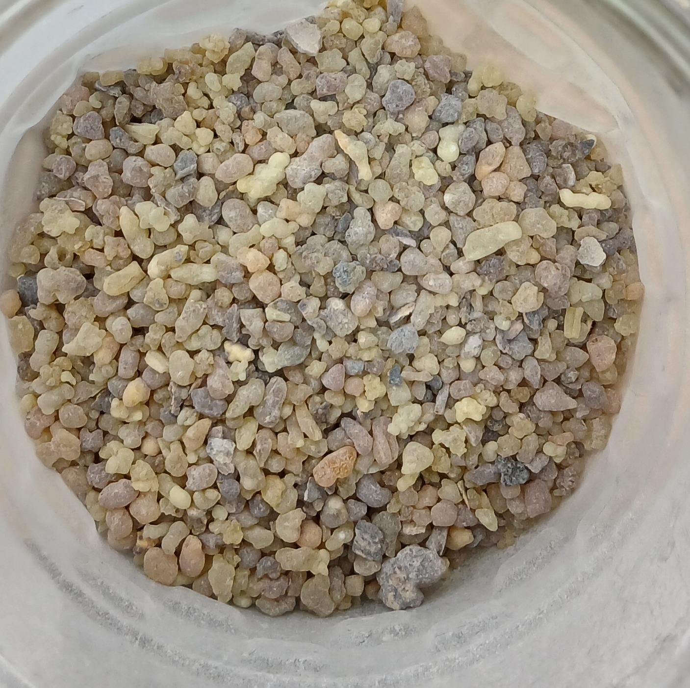 کندر خوراکی اصلی