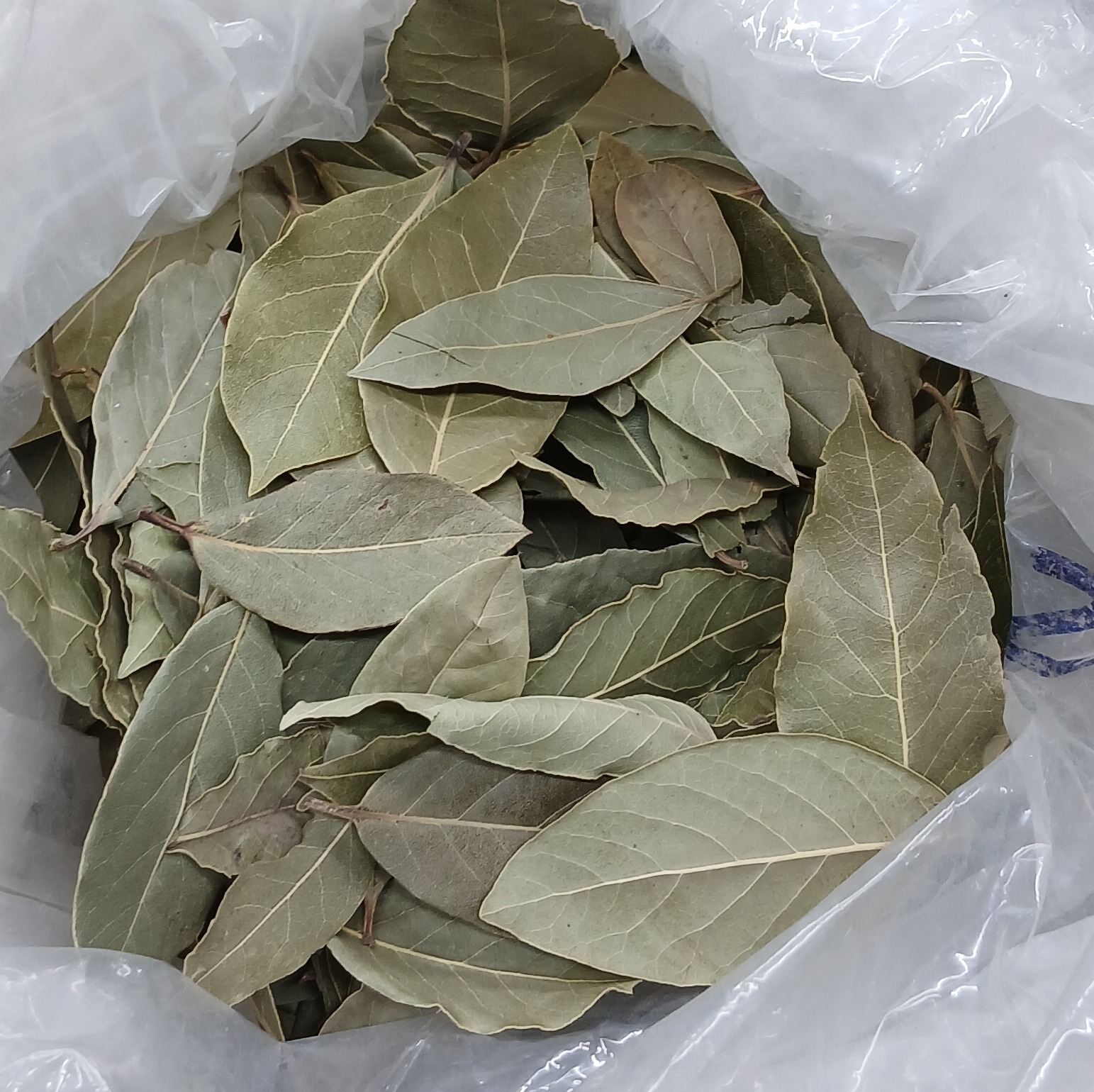 برگ بو